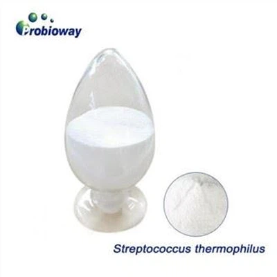 Streptococcus Thermophilus Probiotiques Yogourt